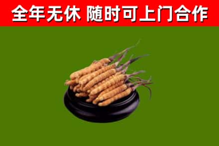 汕头市回收冬虫夏草